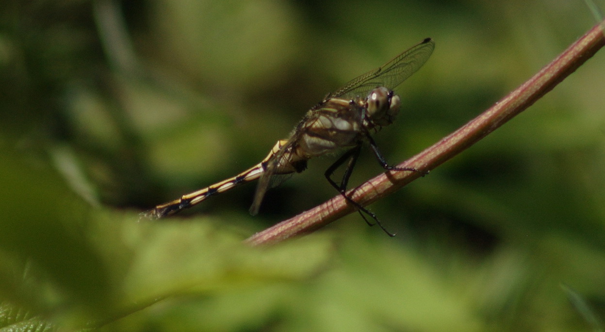 Due libellulidae ? - Orthetrum albistylum